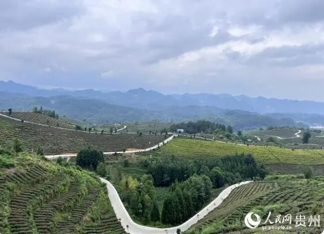 关于贵州织金：治水保土 茶香满园的内容(2)