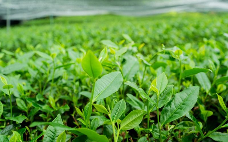 关于湄潭马山镇：从无到有的“一抹茶”的相关内容(5)