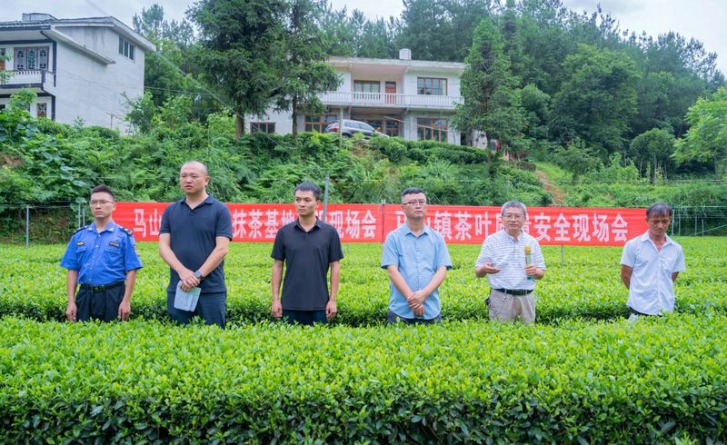 关于湄潭马山镇：从无到有的“一抹茶”的相关内容(2)