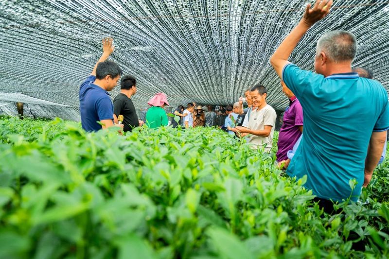 关于湄潭马山镇：从无到有的“一抹茶”的相关内容