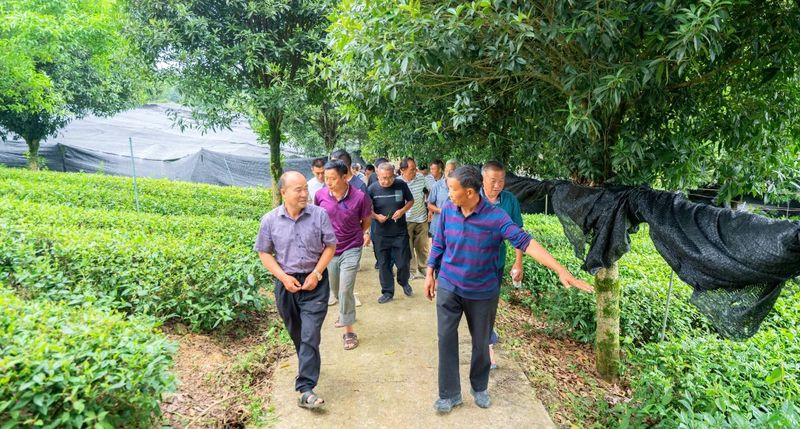 关于湄潭马山镇：从无到有的“一抹茶”的相关内容(6)