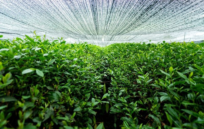 关于湄潭马山镇：从无到有的“一抹茶”的相关内容(3)