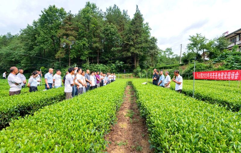 关于湄潭马山镇：从无到有的“一抹茶”的相关内容(1)