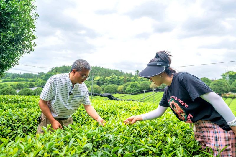 关于湄潭马山镇：从无到有的“一抹茶”的相关内容(4)