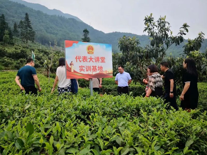 关于崇州市科协组织我市枇杷茶产业代表赴北川县考察的相关内容(4)