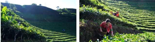 有关于绿春县突出绿色有机发展，统筹推进“三茶”融合发展的相关信息(3)