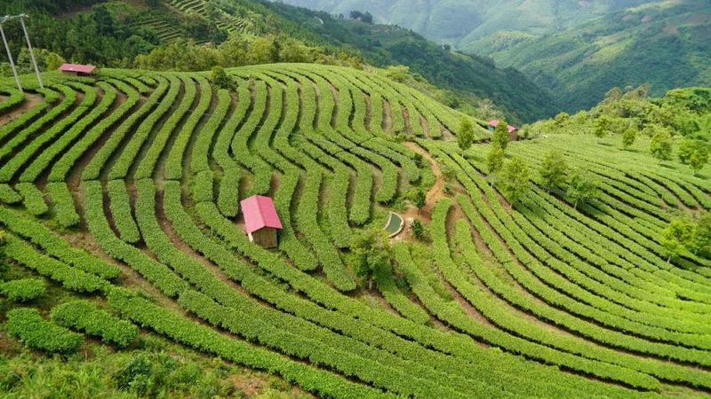 有关于绿春县突出绿色有机发展，统筹推进“三茶”融合发展的相关信息(5)