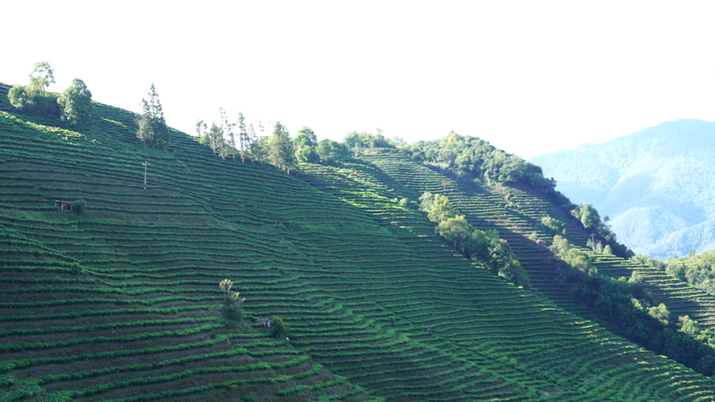 有关于绿春县突出绿色有机发展，统筹推进“三茶”融合发展的相关信息
