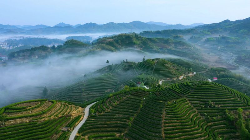 有关于福建政和：科特派升级 茶产业增效的相关信息