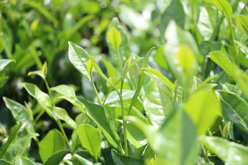 有关于福建政和：科特派升级 茶产业增效的相关信息(1)