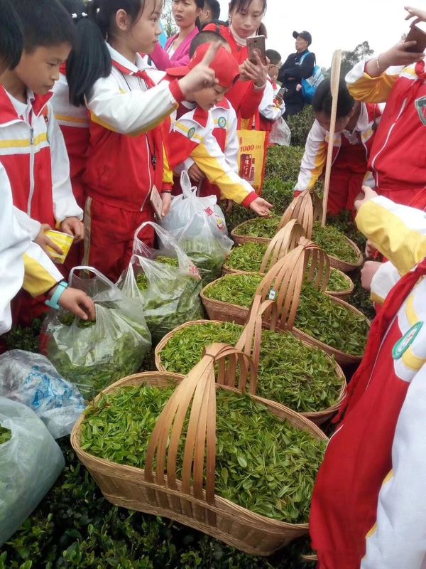 有关于四川荣县：来“中国花茶之乡”游川南饮精品荣县茶的内容(2)