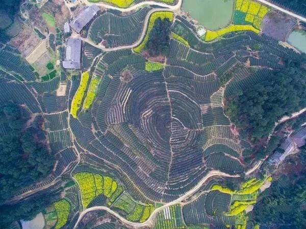 有关于四川荣县：来“中国花茶之乡”游川南饮精品荣县茶的内容