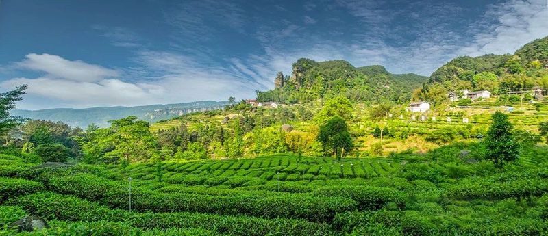 有关于四川荣县：来“中国花茶之乡”游川南饮精品荣县茶的内容(3)