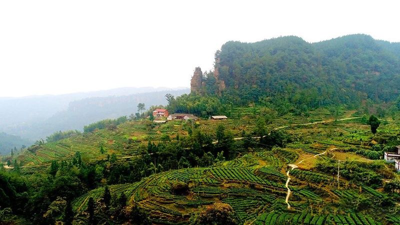 有关于四川荣县：来“中国花茶之乡”游川南饮精品荣县茶的内容(6)