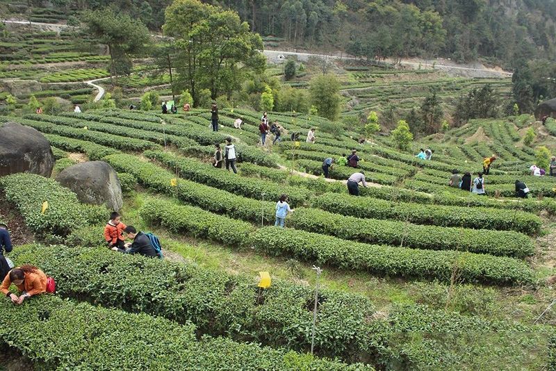 有关于四川荣县：来“中国花茶之乡”游川南饮精品荣县茶的内容(5)