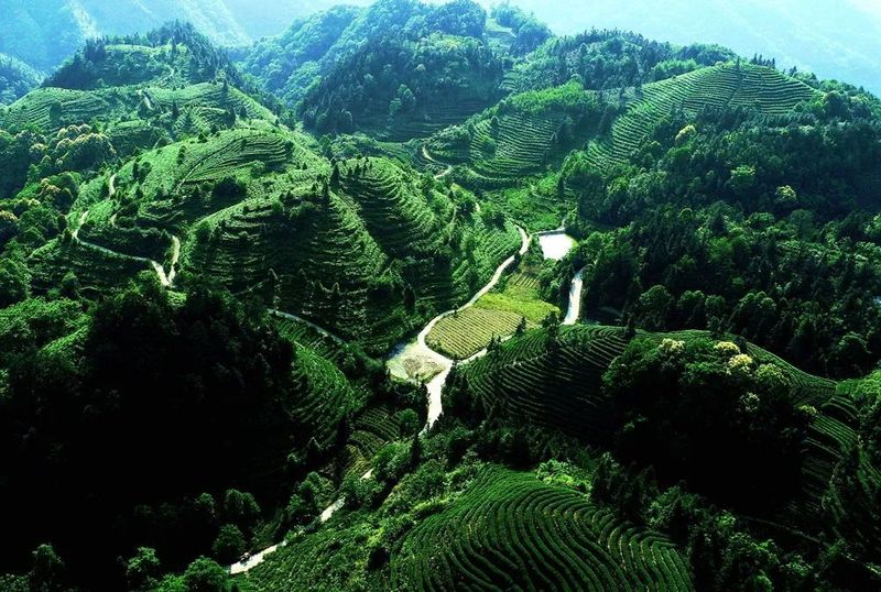 关于今年1-5月 高县茶叶综合产值近50亿元的资讯(1)