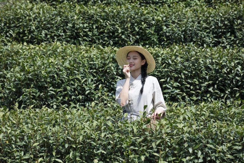 关于高考填志愿，千万别报茶学？！的新闻(4)