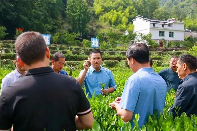 关于汉阴：抢抓新机遇 提技促增收的相关信息(4)