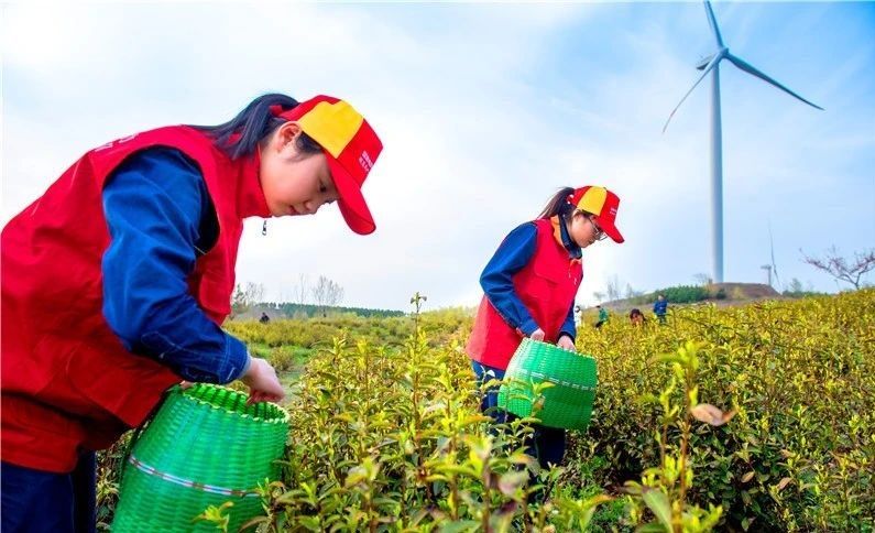 关于定远能仁乡：做好“茶人才”文章 蹚出强村富民新路子的新闻