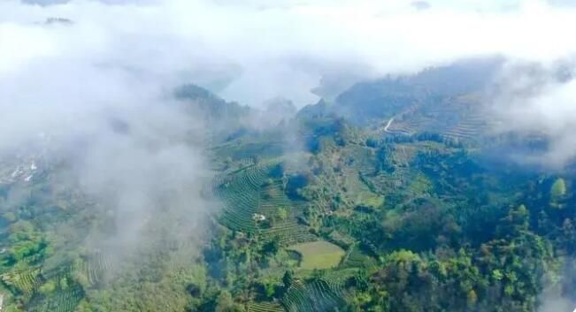 关于追忆黄永玉先生与古丈茶的深厚情缘的最新消息