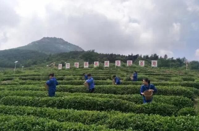 有关于诸城绿茶，翻出“新花样”的最新消息