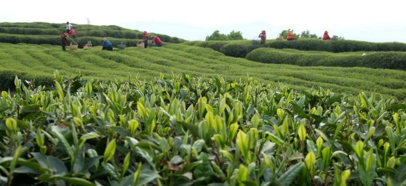 有关于中国白茶特色小镇（点头）第六届福鼎白茶斗茶赛成功举办的新闻(1)