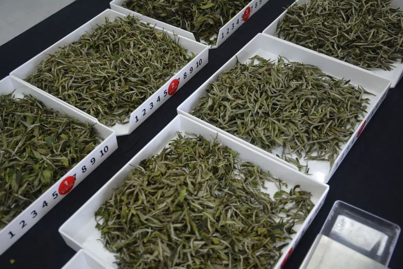 有关于中国白茶特色小镇（点头）第六届福鼎白茶斗茶赛成功举办的新闻(3)