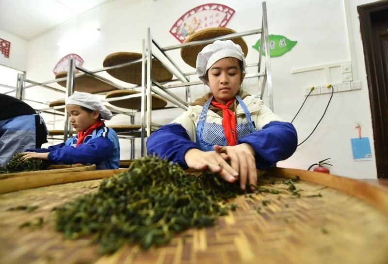 关于六堡镇话六堡茶 广西苍梧茶产业与乡村振兴“双向奔赴”的资讯(1)