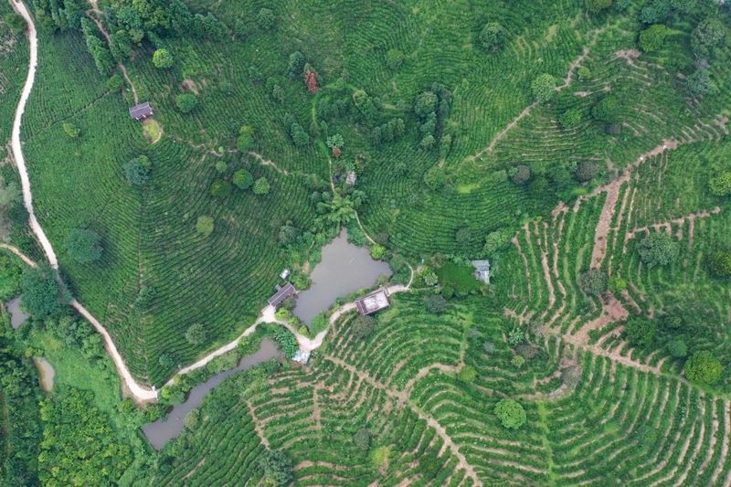 关于六堡镇话六堡茶 广西苍梧茶产业与乡村振兴“双向奔赴”的资讯