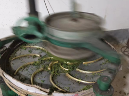 有关于中堡镇上济村：小茶叶成为乡村振兴“金叶子”的相关内容(5)