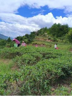 有关于中堡镇上济村：小茶叶成为乡村振兴“金叶子”的相关内容