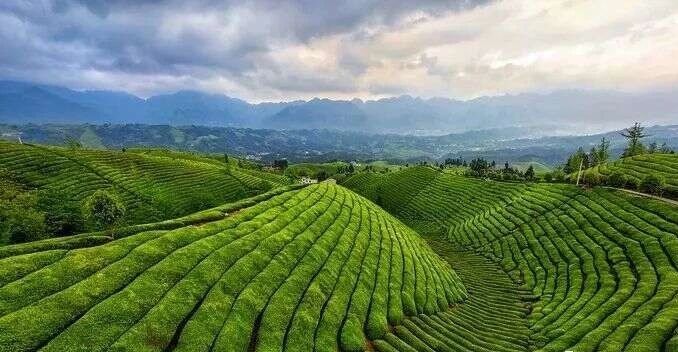 关于 “产茶大县”突围 鹤峰有机茶“出海破圈”的资讯