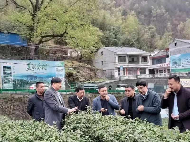 关于安康市农科院携手汉阴打造安康首个安康果蜜红红茶示范基地的信息(1)