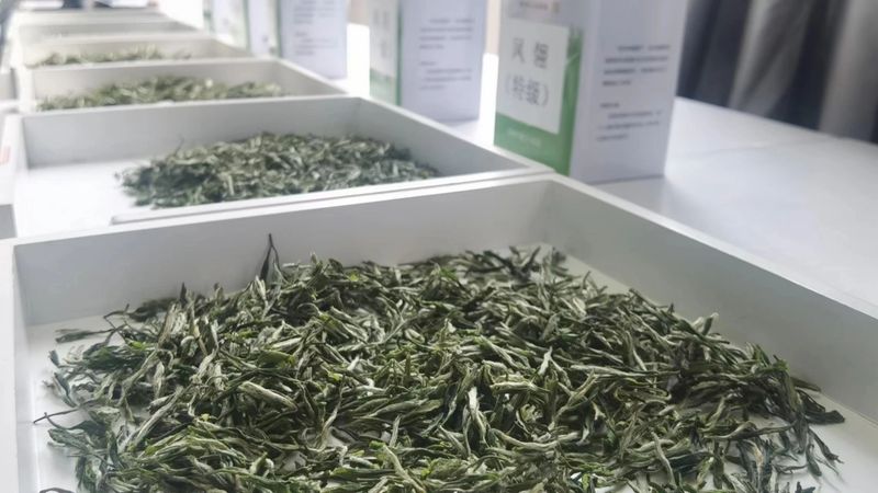 有关于《凤冈锌硒茶“凤头羽”团体标准体系》召开技术审查会的相关信息(4)