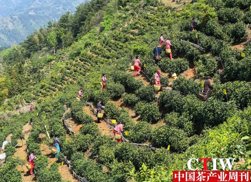有关于四川“雅安藏茶”品牌价值提升显著 增幅居全省第一的新闻(1)