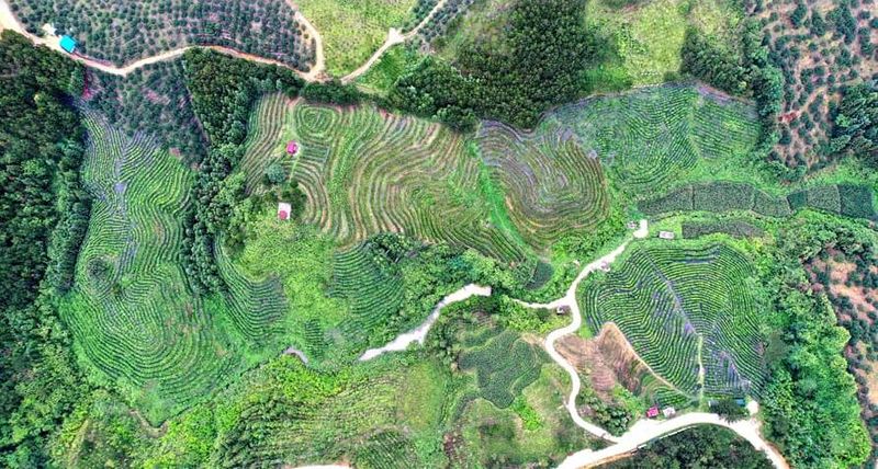 关于广西南丹：发展茶经济 富农助振兴的新闻(4)