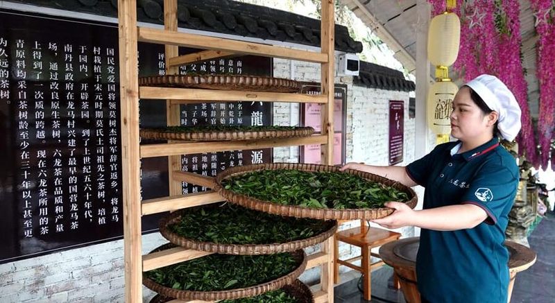 关于广西南丹：发展茶经济 富农助振兴的新闻(5)