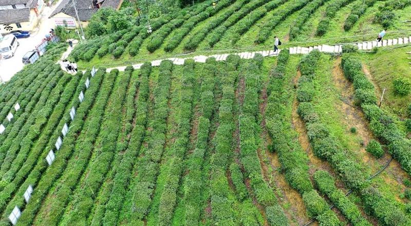 关于广西南丹：发展茶经济 富农助振兴的新闻(3)