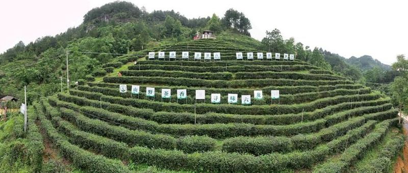 关于广西南丹：发展茶经济 富农助振兴的新闻(2)