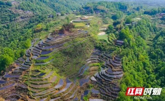 关于张家界老班子莓茶（谢家垭）获第十一届（呼和浩特）中国亚泰茶博会特别金奖的相关信息(4)