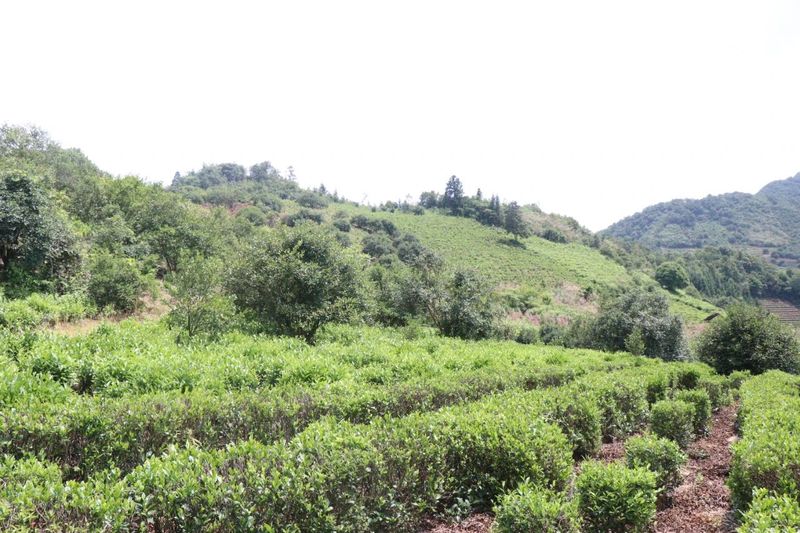 有关于深耕茶种选育 福泽一方百姓的资讯(1)