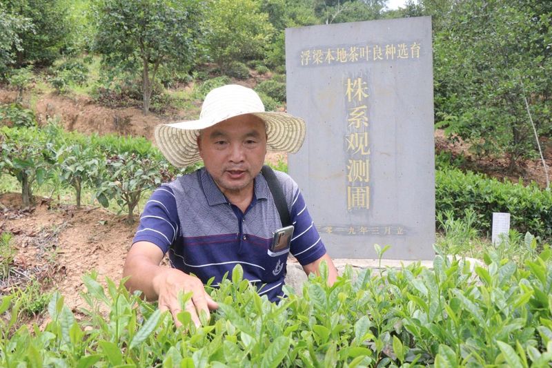 有关于深耕茶种选育 福泽一方百姓的资讯
