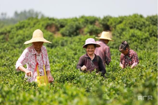关于瞰江西！夏日采茶忙的消息(4)