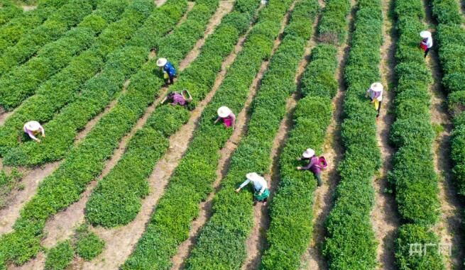 关于瞰江西！夏日采茶忙的消息(3)