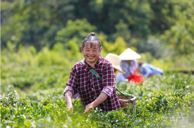 关于瞰江西！夏日采茶忙的消息(2)