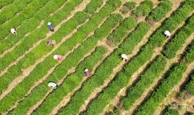 关于瞰江西！夏日采茶忙的消息