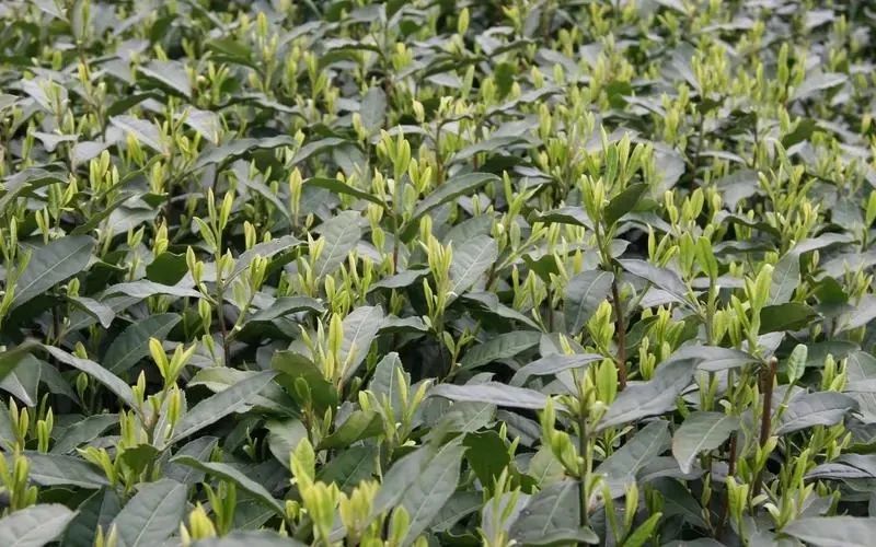 有关于一周速读：茶叶生态产品价值、茶包装新国标、新式茶饮市场规模2938.5亿的资讯(2)