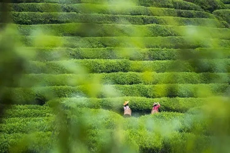 有关于一周速读：茶叶生态产品价值、茶包装新国标、新式茶饮市场规模2938.5亿的资讯