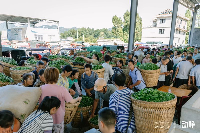 有关于“村”意盎然的中国，单日交易额超百万的茶青村市的信息(3)