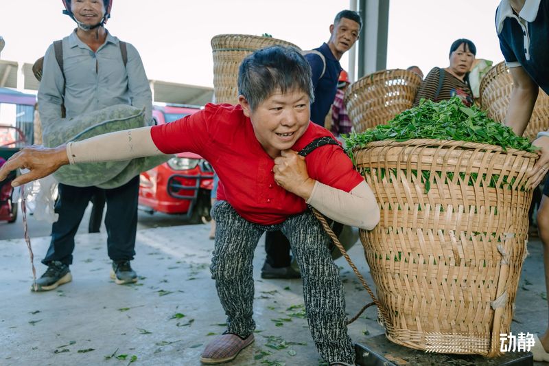 有关于“村”意盎然的中国，单日交易额超百万的茶青村市的信息(5)